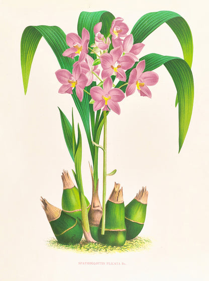 Iconography of Orchids Set 5 [32 Images]