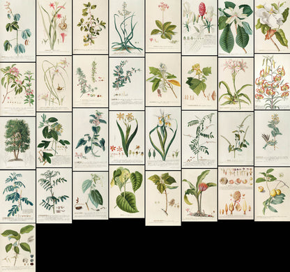 Plantae Selectae Set 2 [33 Images]