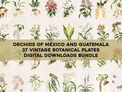The Orchids of Mexico & Guatemala [37 Images]