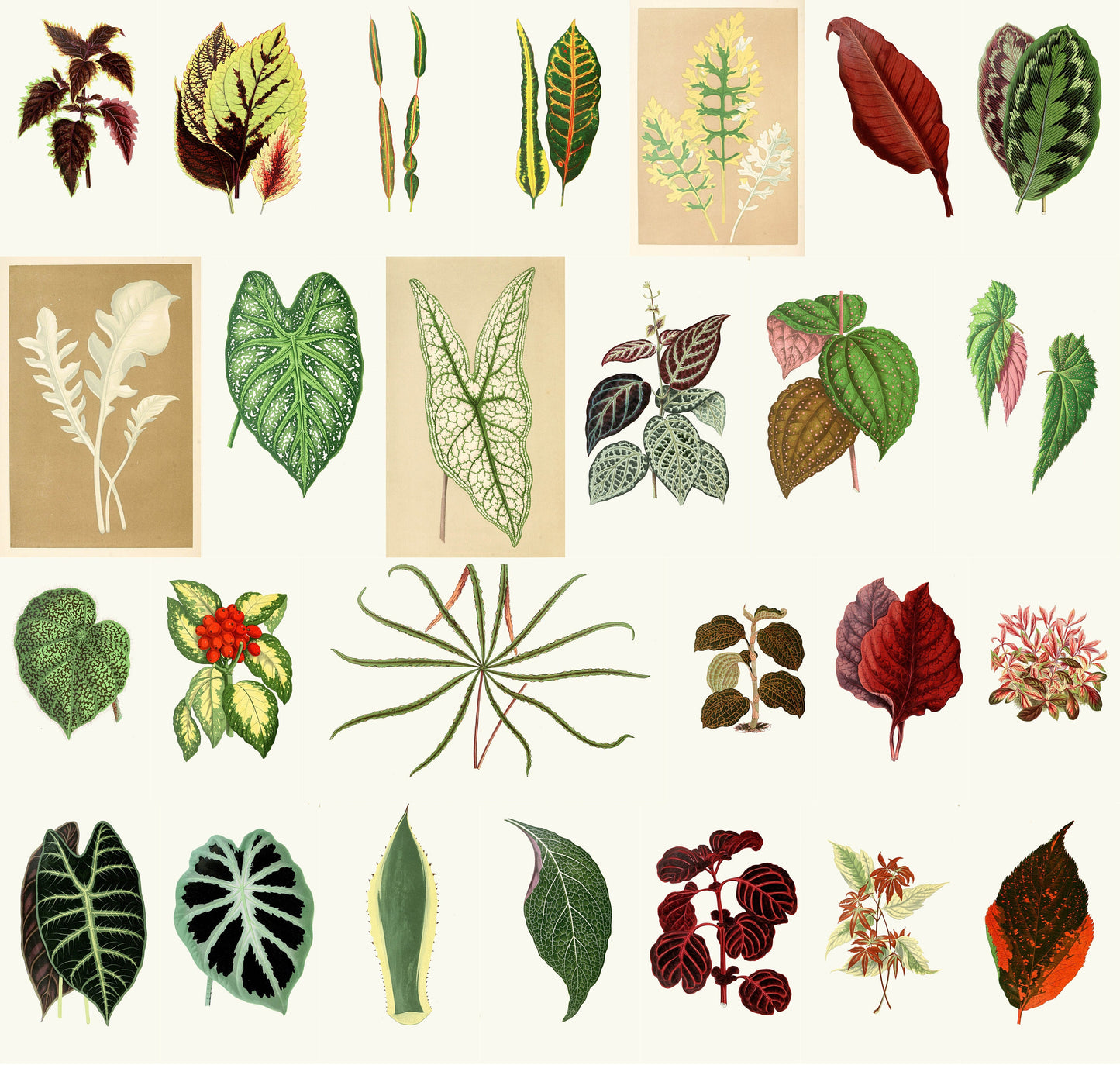 Plants with Colorful Foliage [53 Images]