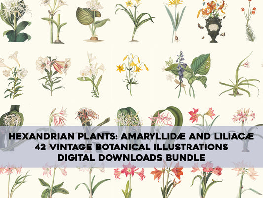 A Selection of Hexandrian Plants Lillies & Amaryllis [42 Images]