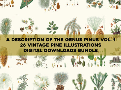 A Description of the Genus Pinus Set 1 [26 Images]