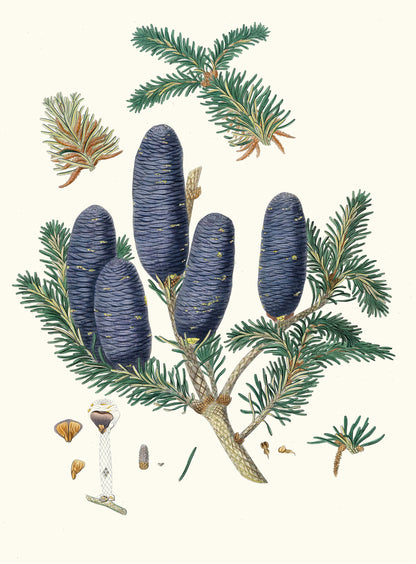 A Description of the Genus Pinus Set 2 [25 Images]