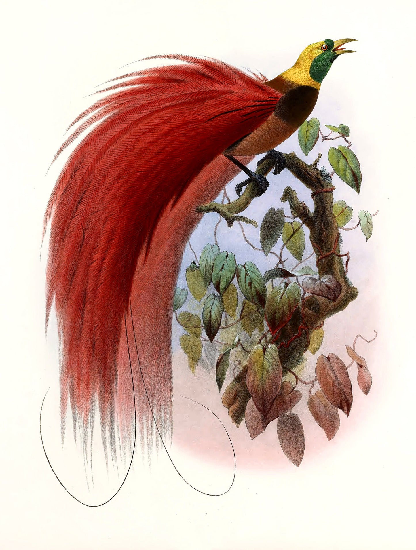 Daniel Giraud Elliot A Monograph of Birds of Paradise [34 Images]