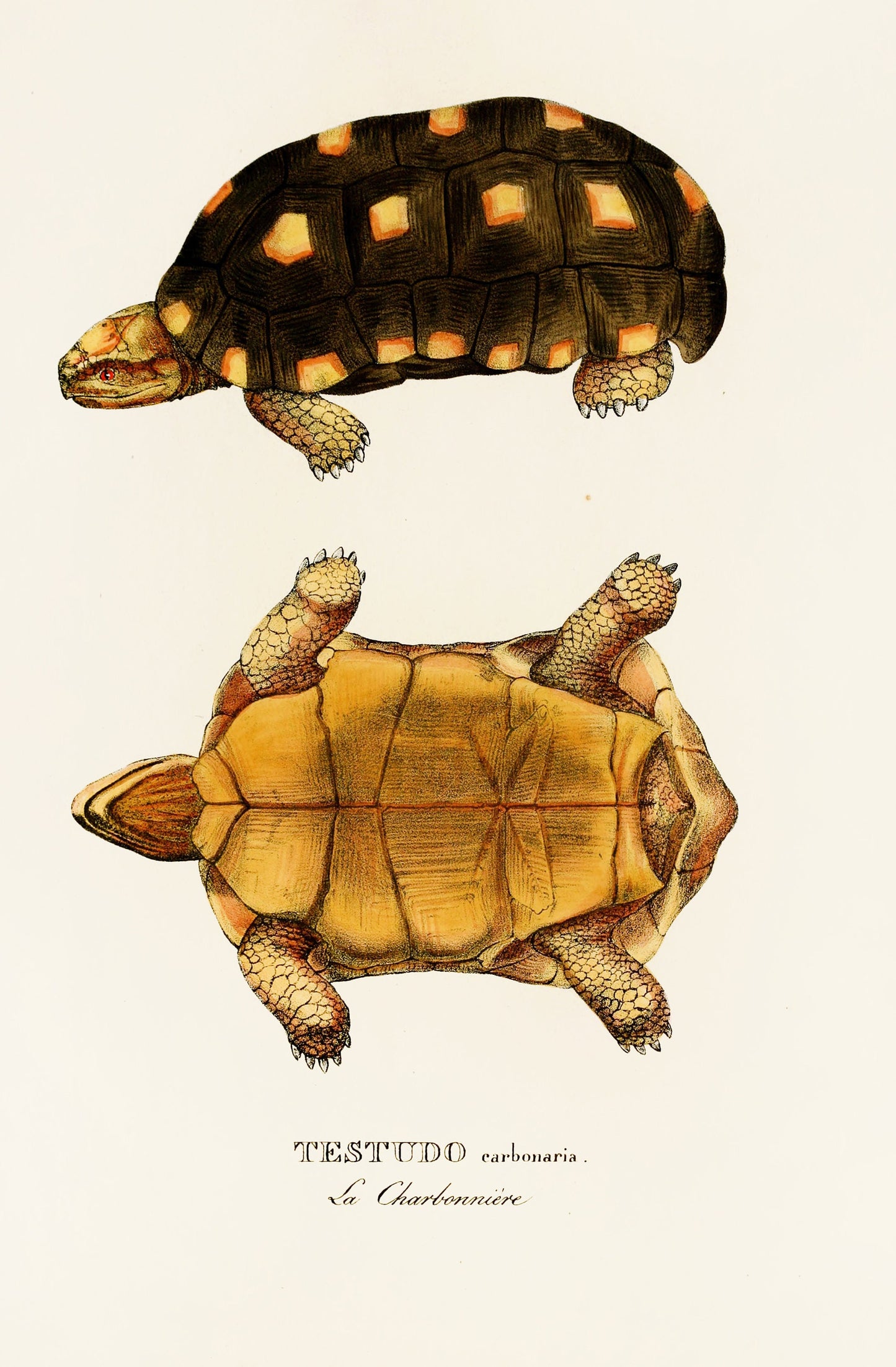A New Species of Turtle [17 Images]