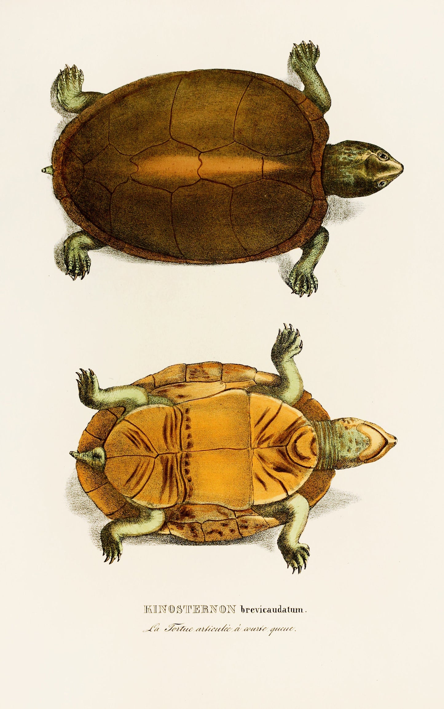 A New Species of Turtle [17 Images]