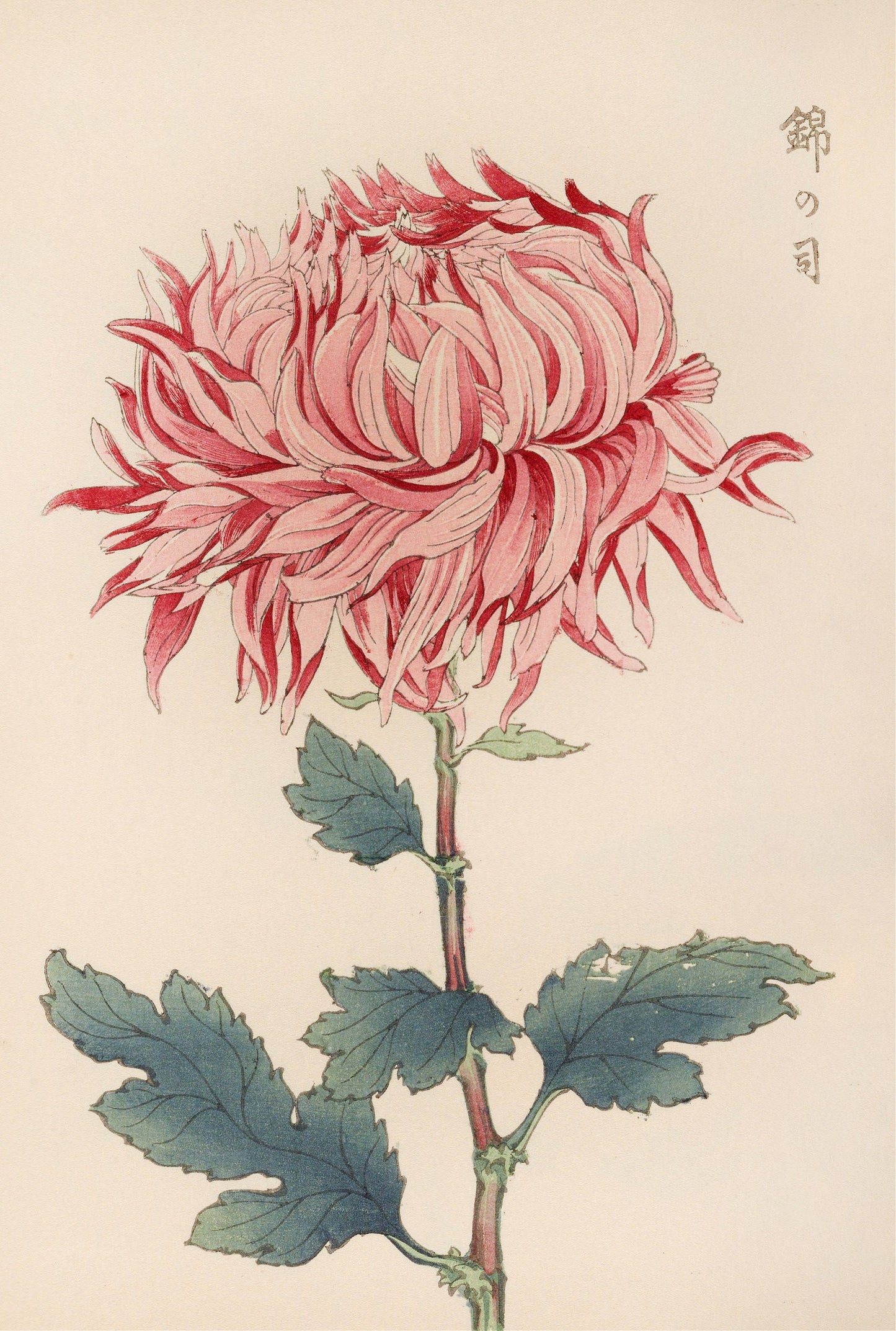 Keika Hyakugiku Japanese Flower Paintings [34 Images]