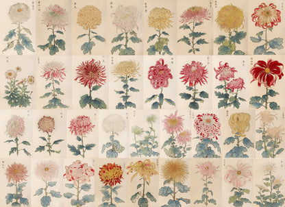 Keika Hyakugiku Japanese Flower Paintings [34 Images]