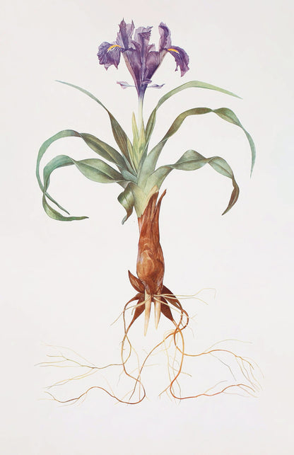 The Genus Iris [47 Images]