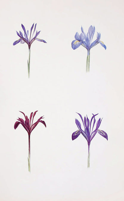The Genus Iris [47 Images]
