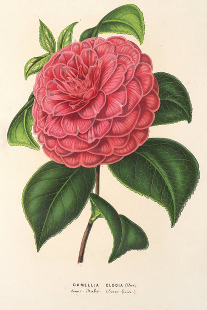 L' Illustration Horticole Camellias Set 1 [26 Images]