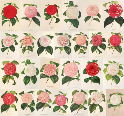 L' Illustration Horticole Camellias Set 1 [26 Images]