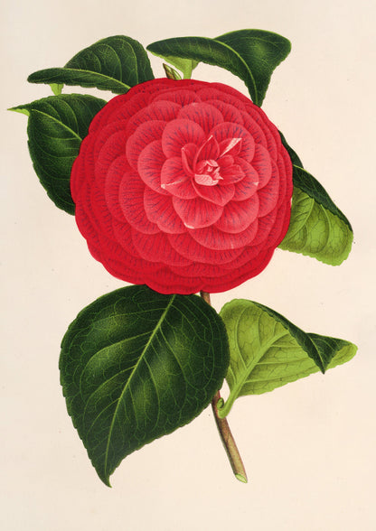 L' Illustration Horticole Camellias Set 2 [23 Images]