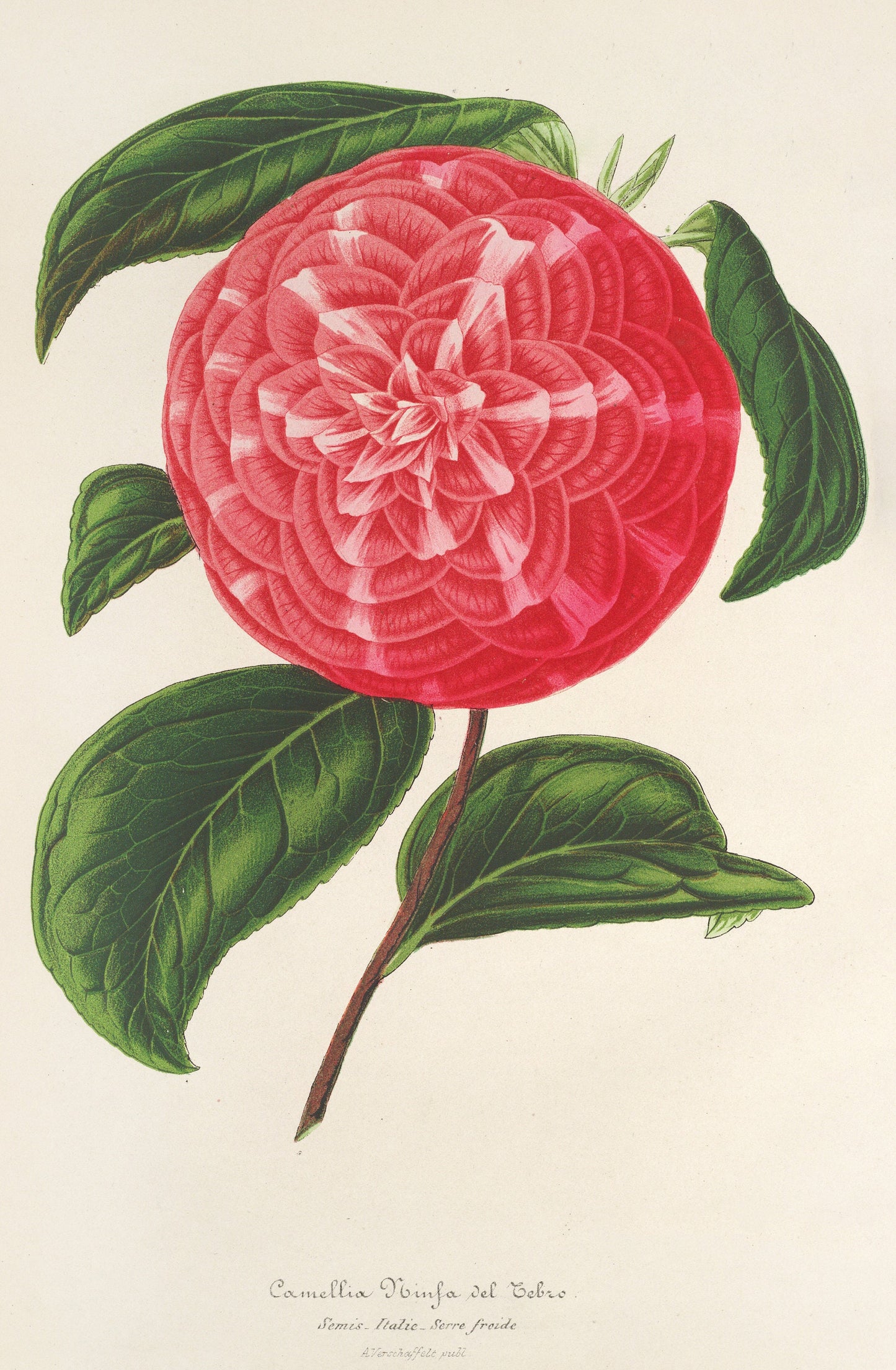 L' Illustration Horticole Camellias Set 2 [23 Images]