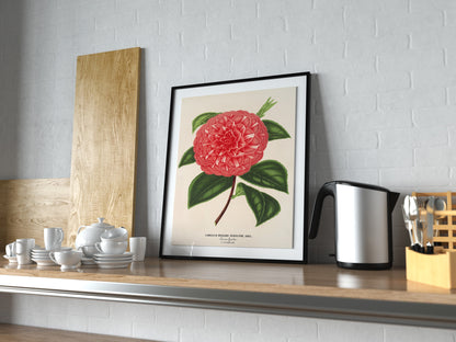 L' Illustration Horticole Camellias Set 2 [23 Images]