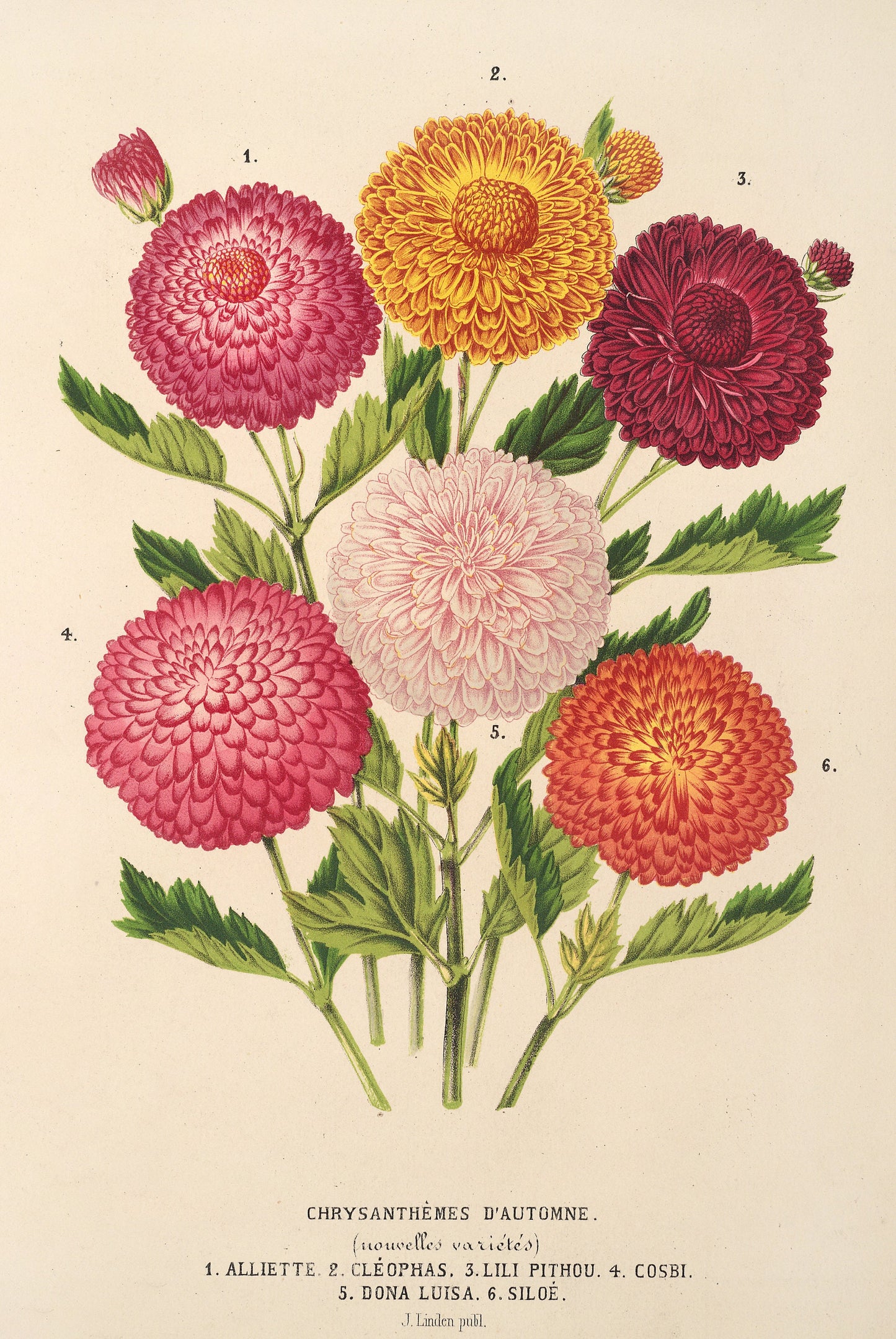 Vintage Chrysanthemums [9 Images]