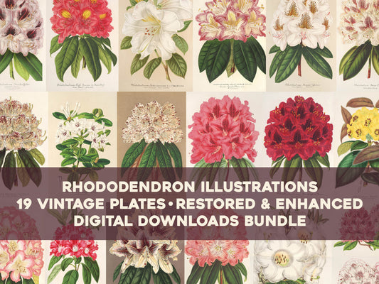 L' Illustration Horticole Rhododendron [19 Images]