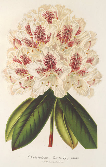 L' Illustration Horticole Rhododendron [19 Images]