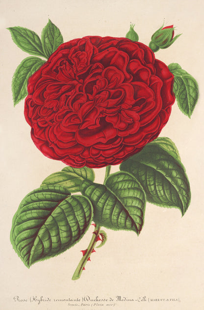 L' Illustration Horticole Roses [14 Images]