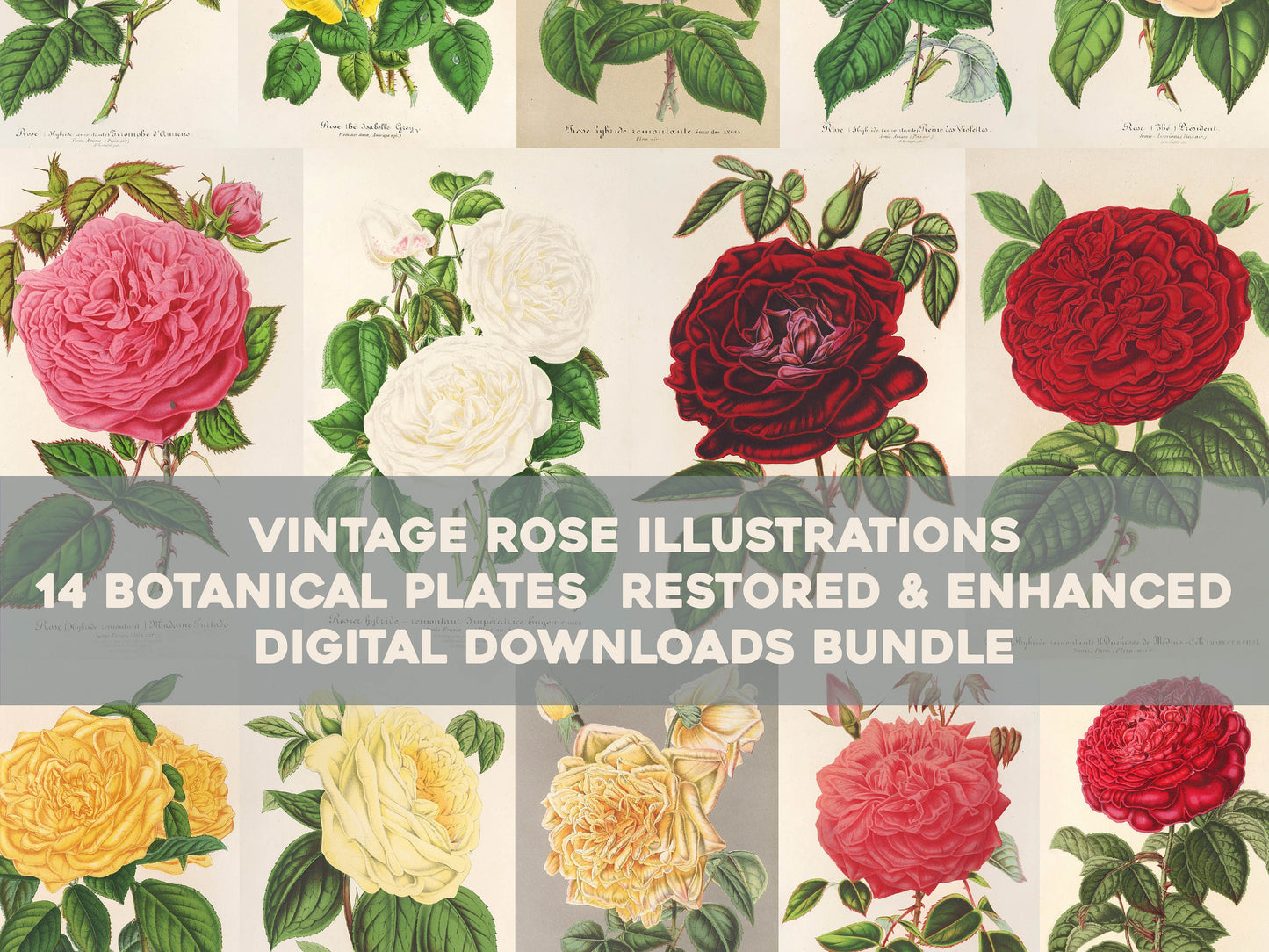 L' Illustration Horticole Roses [14 Images]