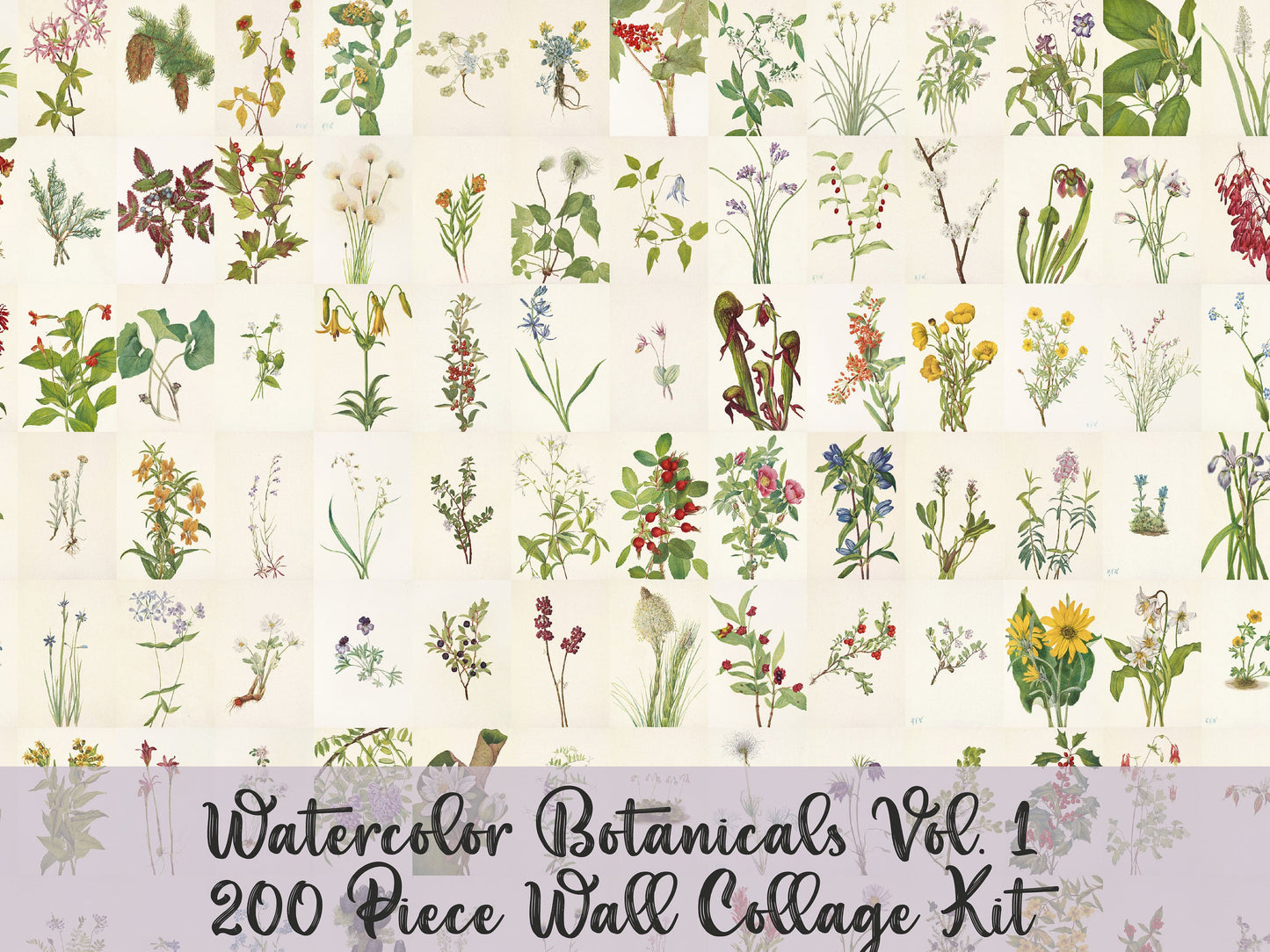 Watercolor Wildflowers 4"x6" Collage Kit Set 1 [200 Images]