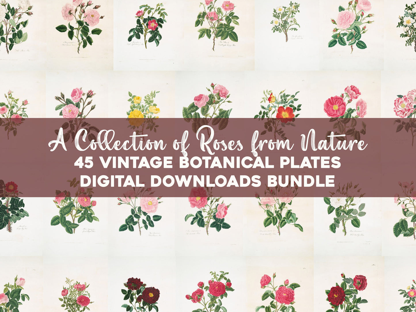 A Collection of Roses from Nature [45 Images]