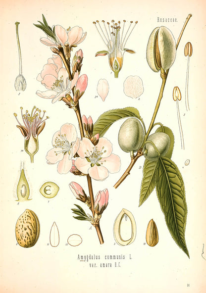 Kohler's Medicinal Plants Set 2 Half Set 2 [57 Images]