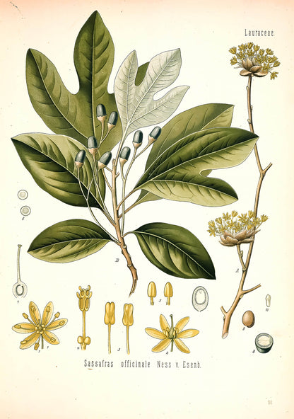 Kohler's Medicinal Plants Set 2 Half Set 2 [57 Images]