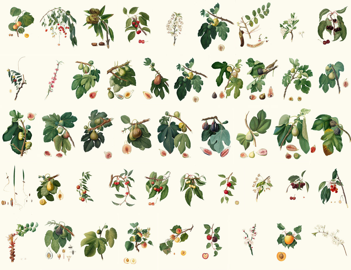Pomology Examples Italian Pomology Set 2 | Fruit Images - CleanArchives