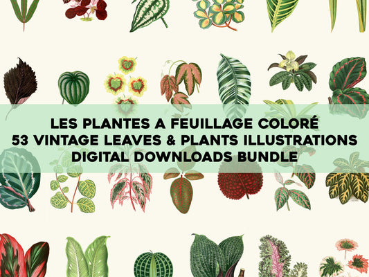 Plants with Colorful Foliage [53 Images]