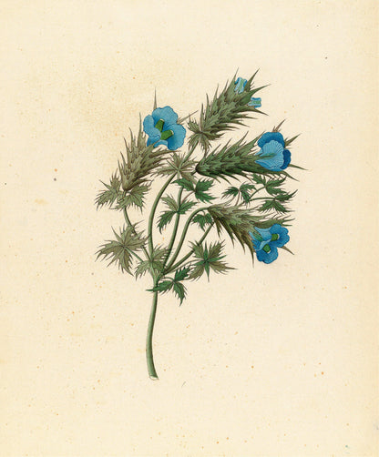 Drawings of Plants Collected at Cape Town [48 Images]
