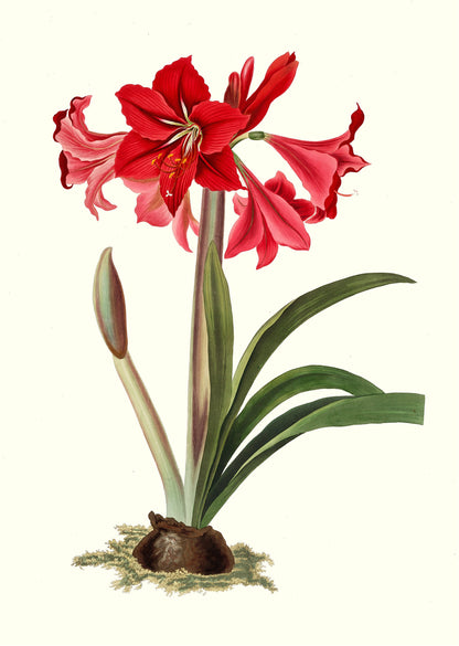 A Selection of Hexandrian Plants Lillies & Amaryllis [42 Images]