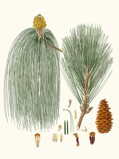 A Description of the Genus Pinus Set 1 [26 Images]