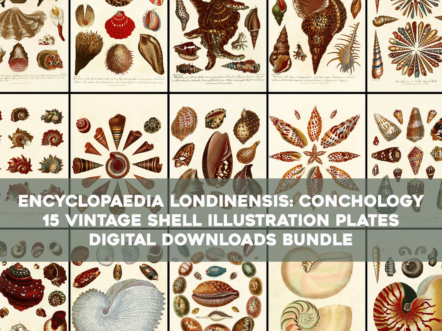 Encyclopedia Londinensis Conchology [15 Images]
