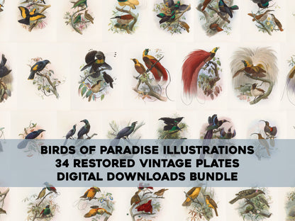 Daniel Giraud Elliot A Monograph of Birds of Paradise [34 Images]