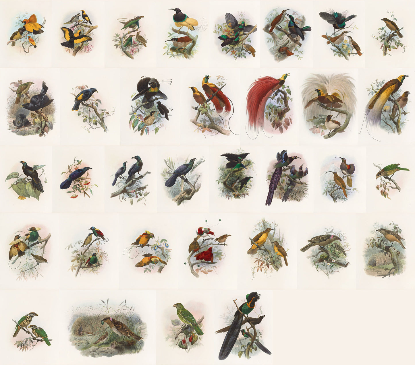 Daniel Giraud Elliot A Monograph of Birds of Paradise [34 Images]