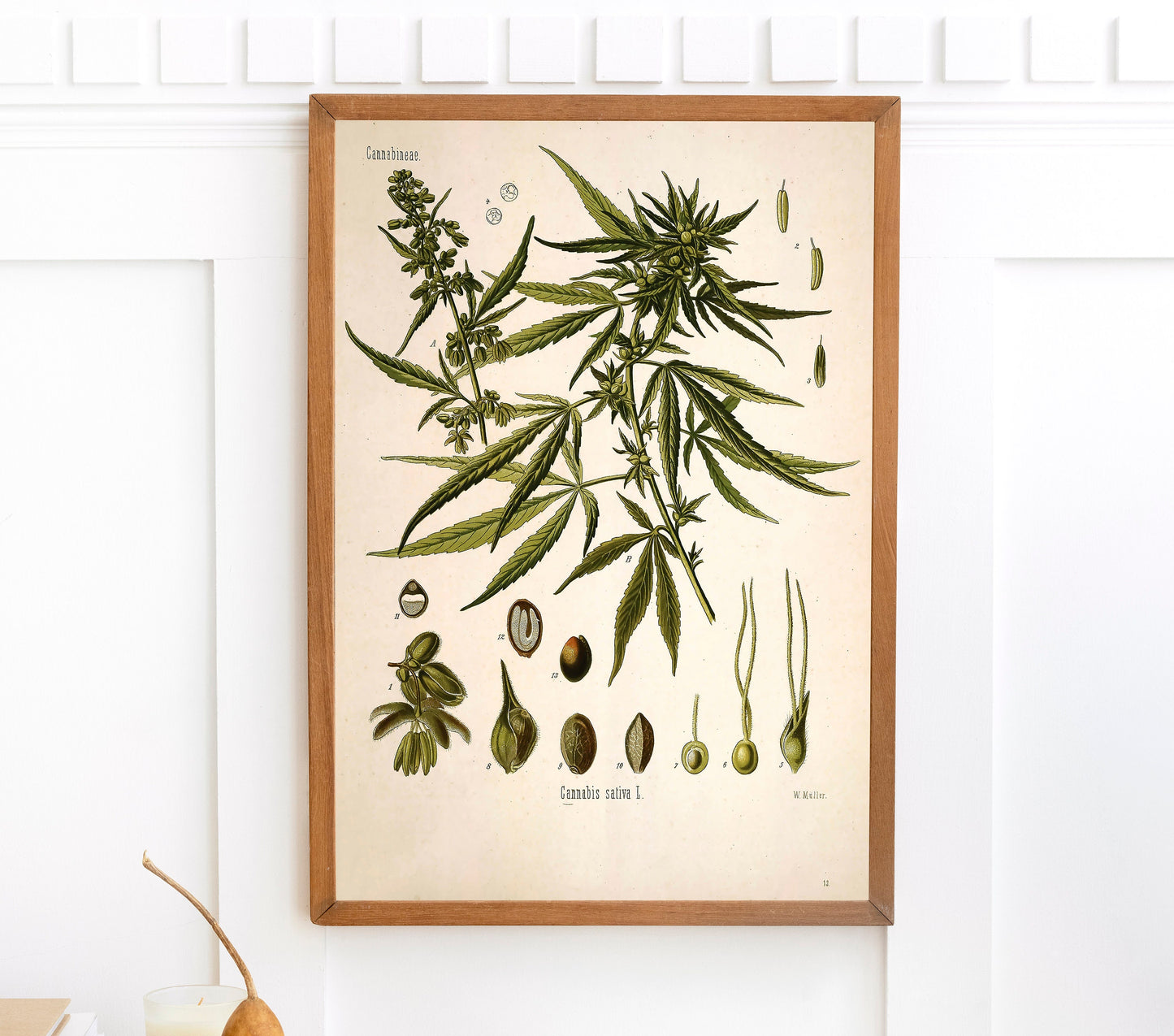 Kohler's Medicinal Plants Cannabis [1 Image]