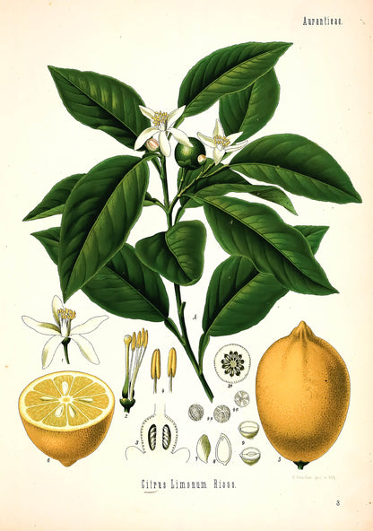 Kohler's Medicinal Plants Lemon [1 Image]