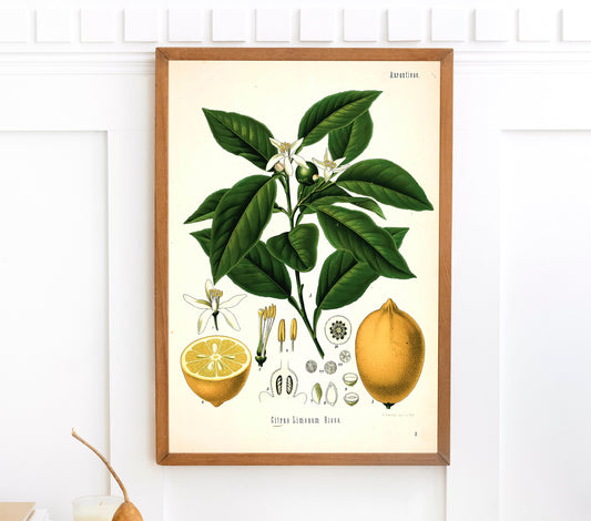 Kohler's Medicinal Plants Lemon [1 Image]