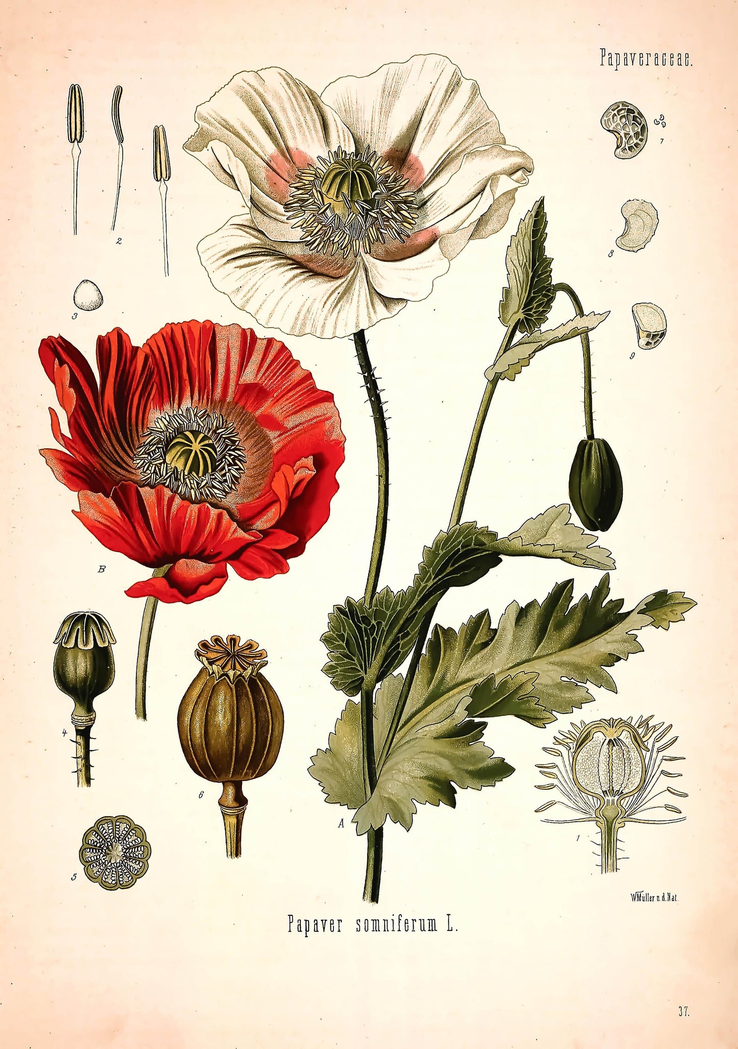 Kohler's Medicinal Plants Opium Poppy [1 Image]