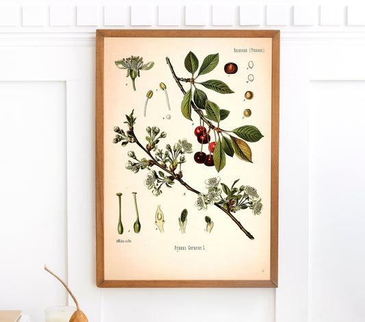 Kohler's Medicinal Plants Sour Cherry [1 Image]