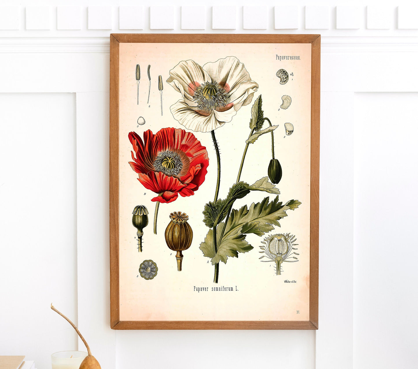 Kohler's Medicinal Plants Opium Poppy [1 Image]