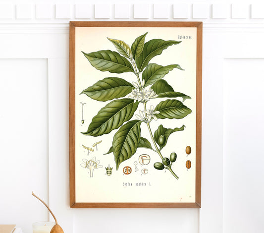 Kohler's Medicinal Plants Arabian Coffee [1 Image]