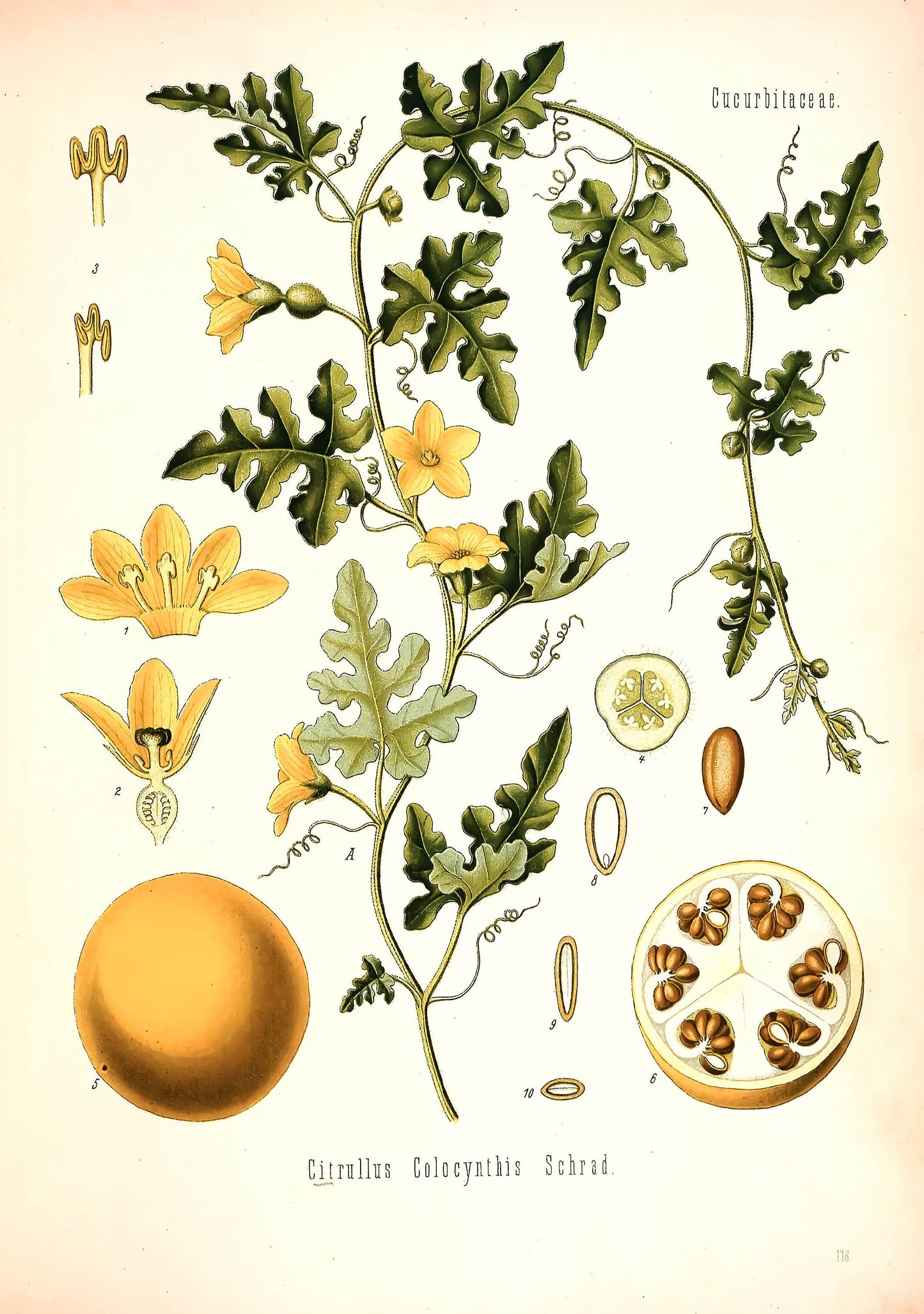 Kohler's Medicinal Plants Bitter Apple [1 Image]