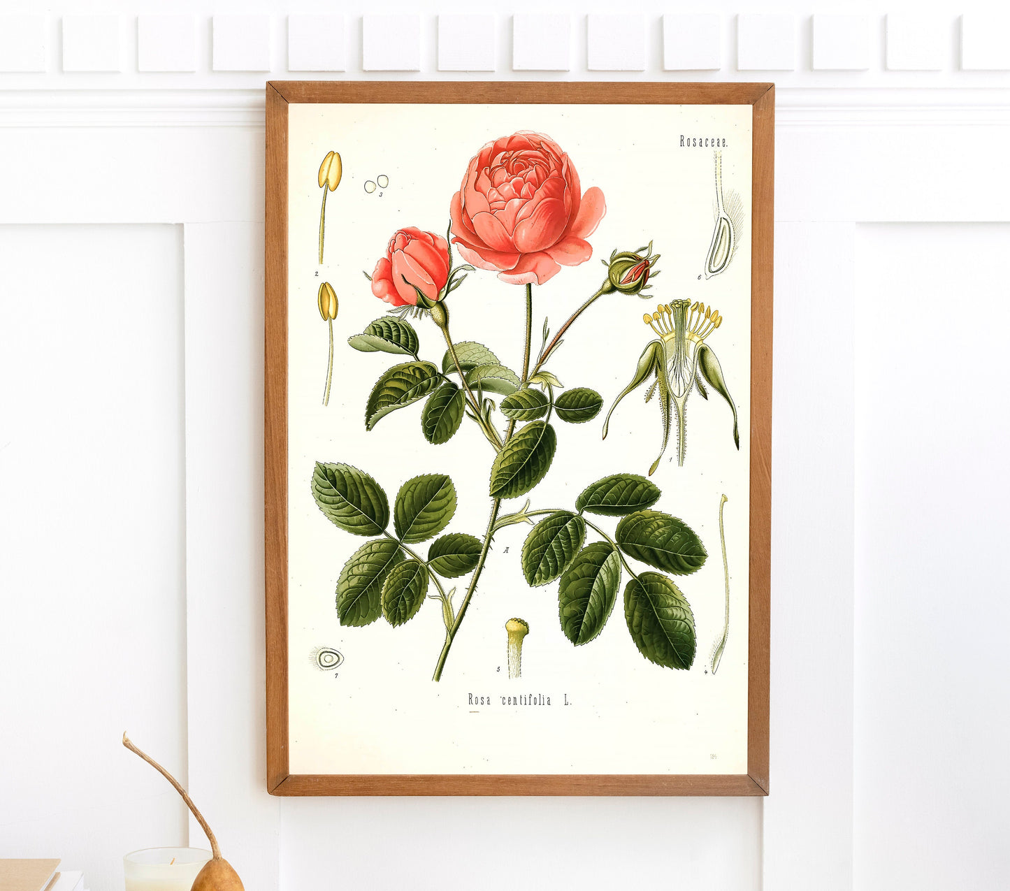 Kohler's Medicinal Plants Cabbage Rose [1 Image]