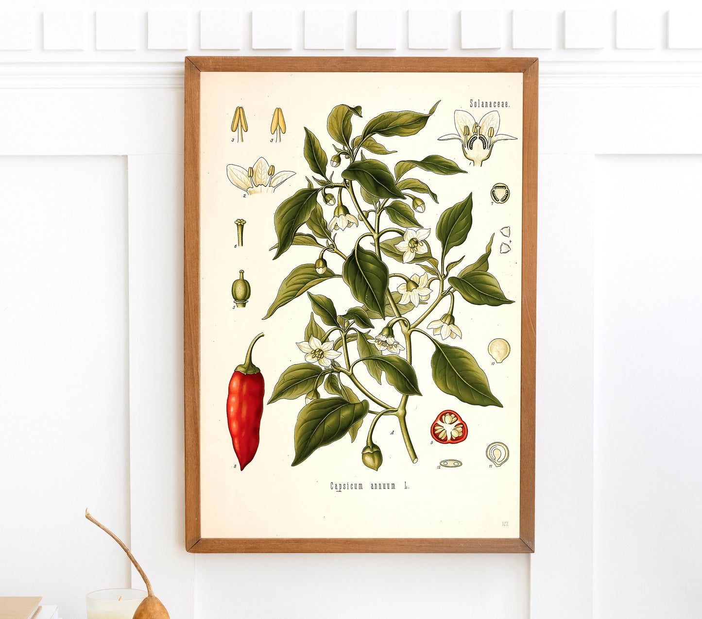 Kohler's Medicinal Plants Sweet Chile Pepper [1 Image]