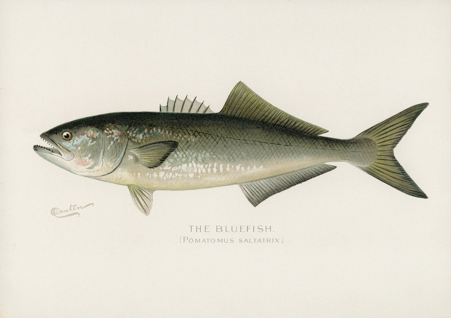 Game Fish of America Bluefish [1 Image]