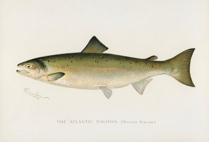 Game Fish of America Atlantic Salmon [1 Image]