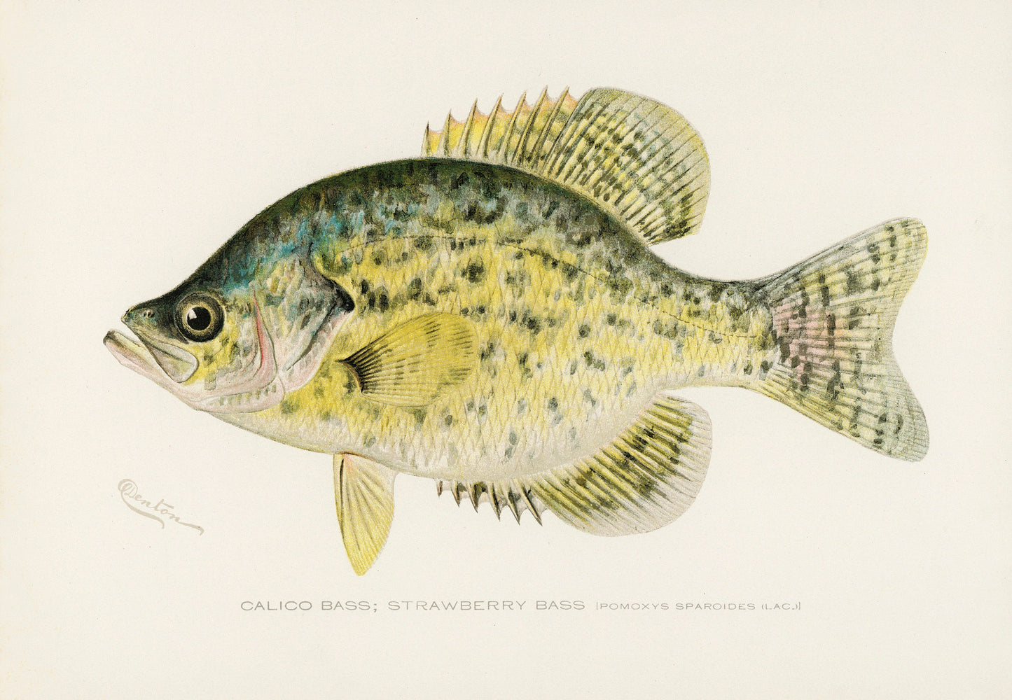Game Fish of North America Crappie [1 Image]