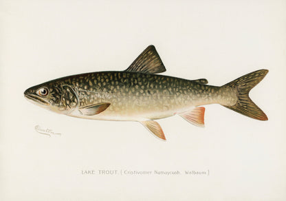 Game Fish of America Lake Trout [1 Image]